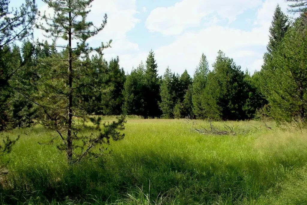 950 Lodgepole Drive Marion MT 59925