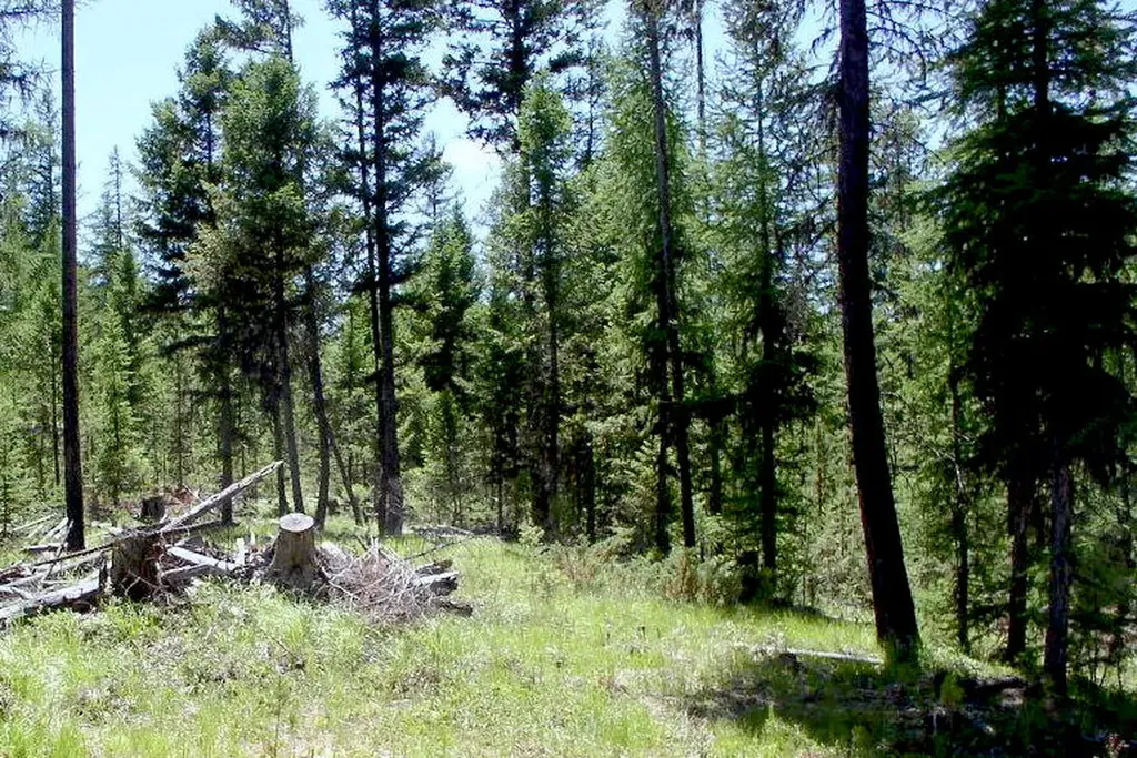 950 Lodgepole Drive Marion MT 59925