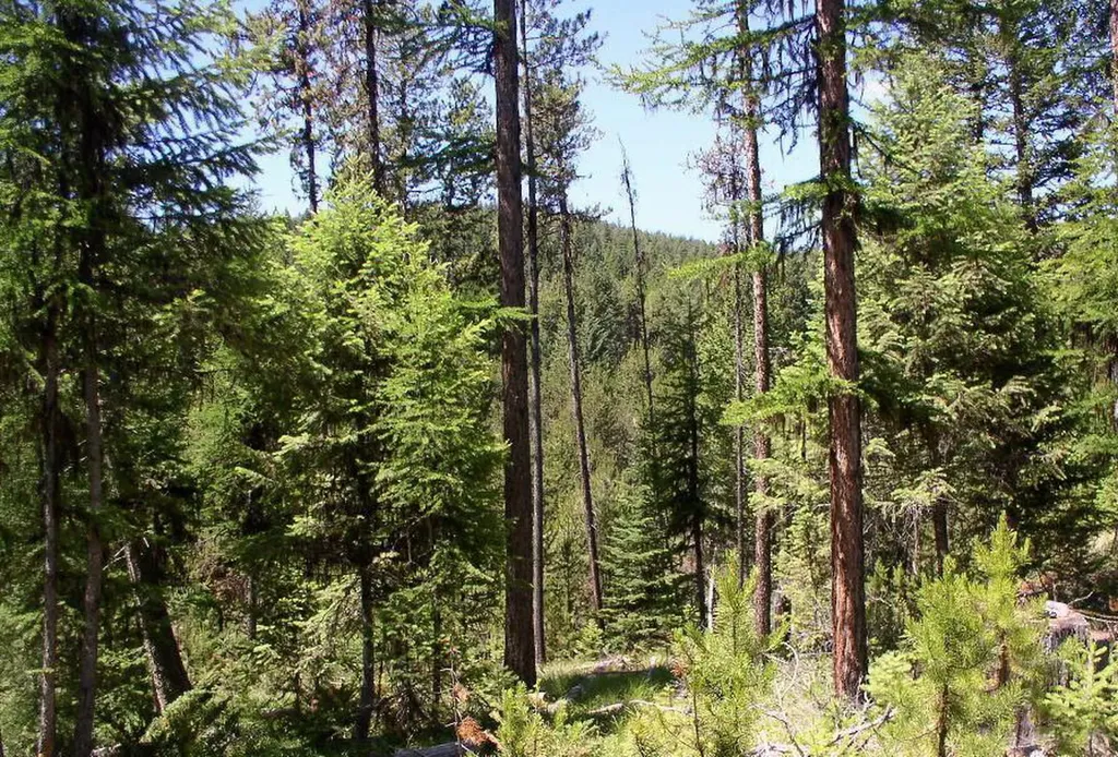 950 Lodgepole Drive Marion MT 59925