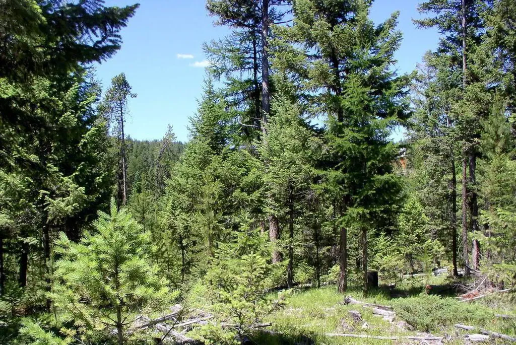 950 Lodgepole Drive Marion MT 59925