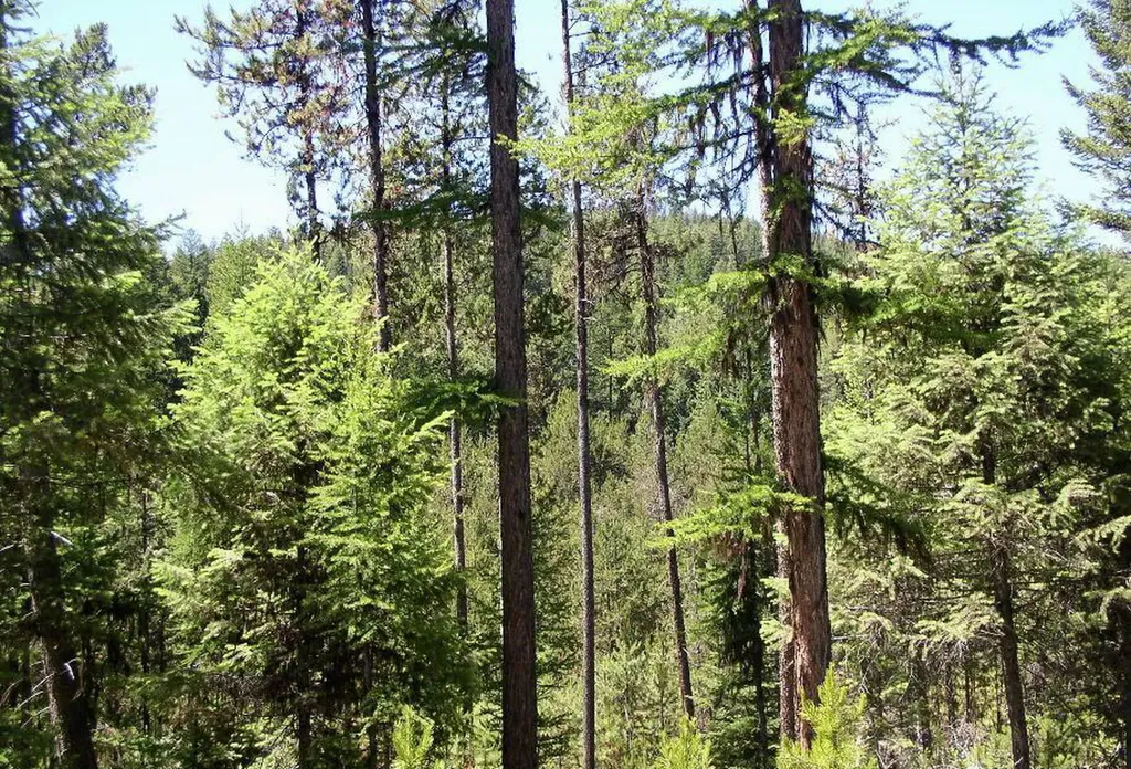 950 Lodgepole Drive Marion MT 59925