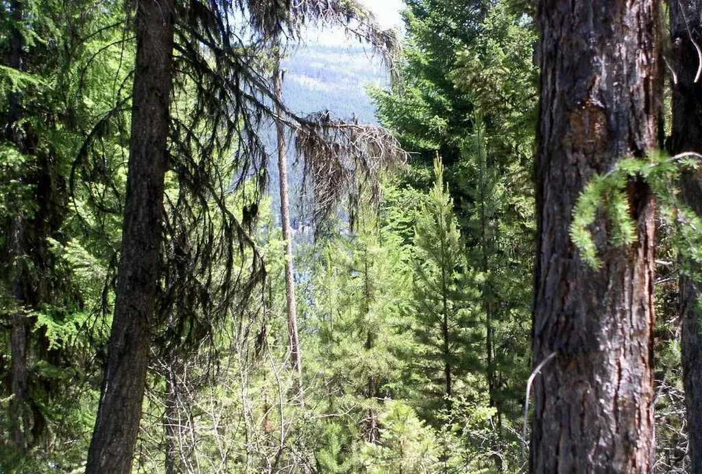 950 Lodgepole Drive Marion MT 59925