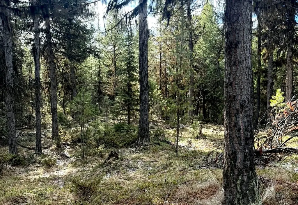 950 Lodgepole Drive Marion MT 59925