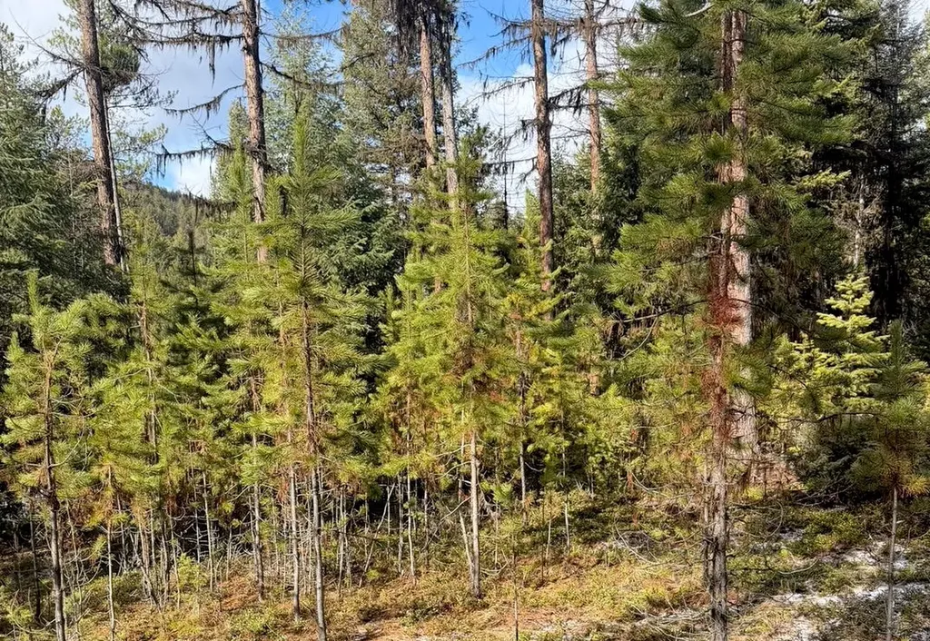 950 Lodgepole Drive Marion MT 59925