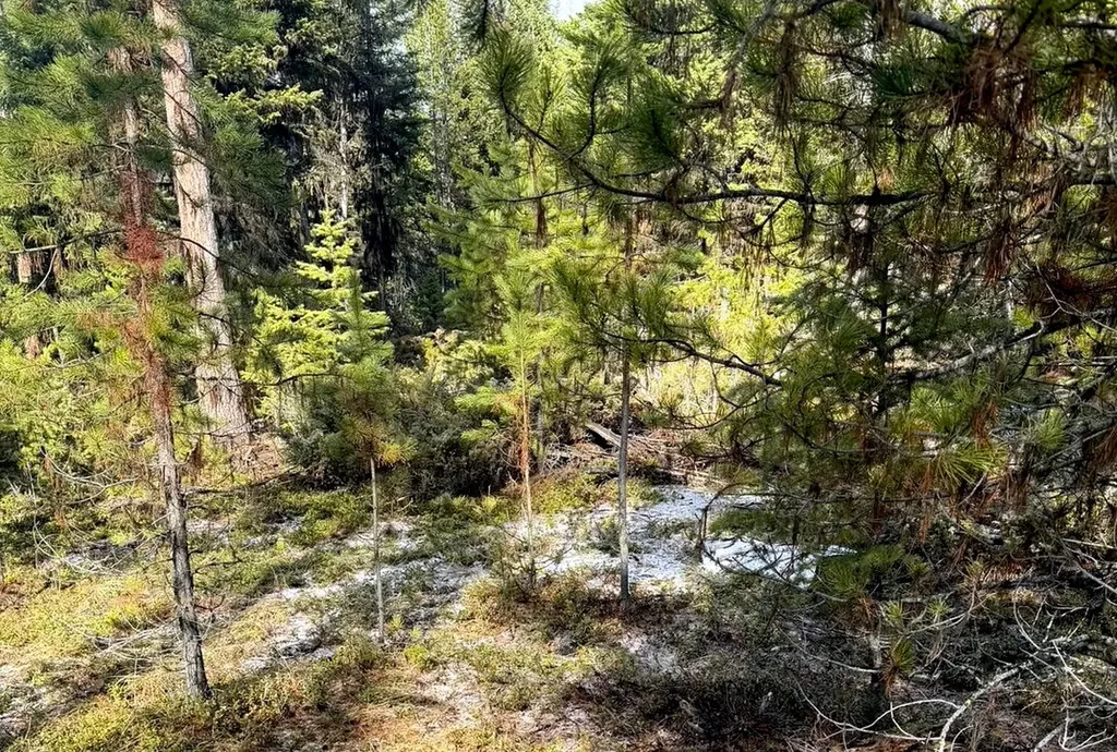 950 Lodgepole Drive Marion MT 59925
