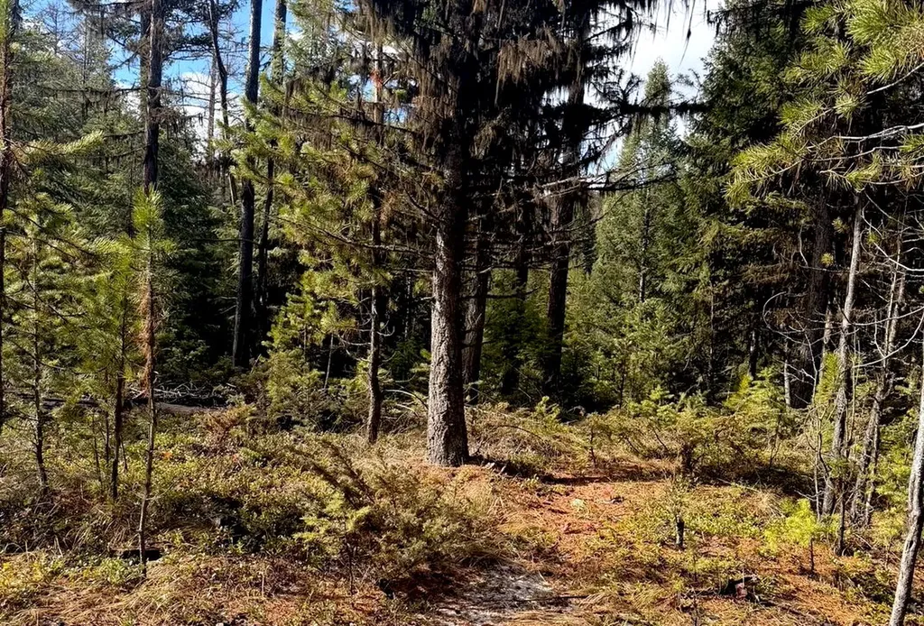 950 Lodgepole Drive Marion MT 59925