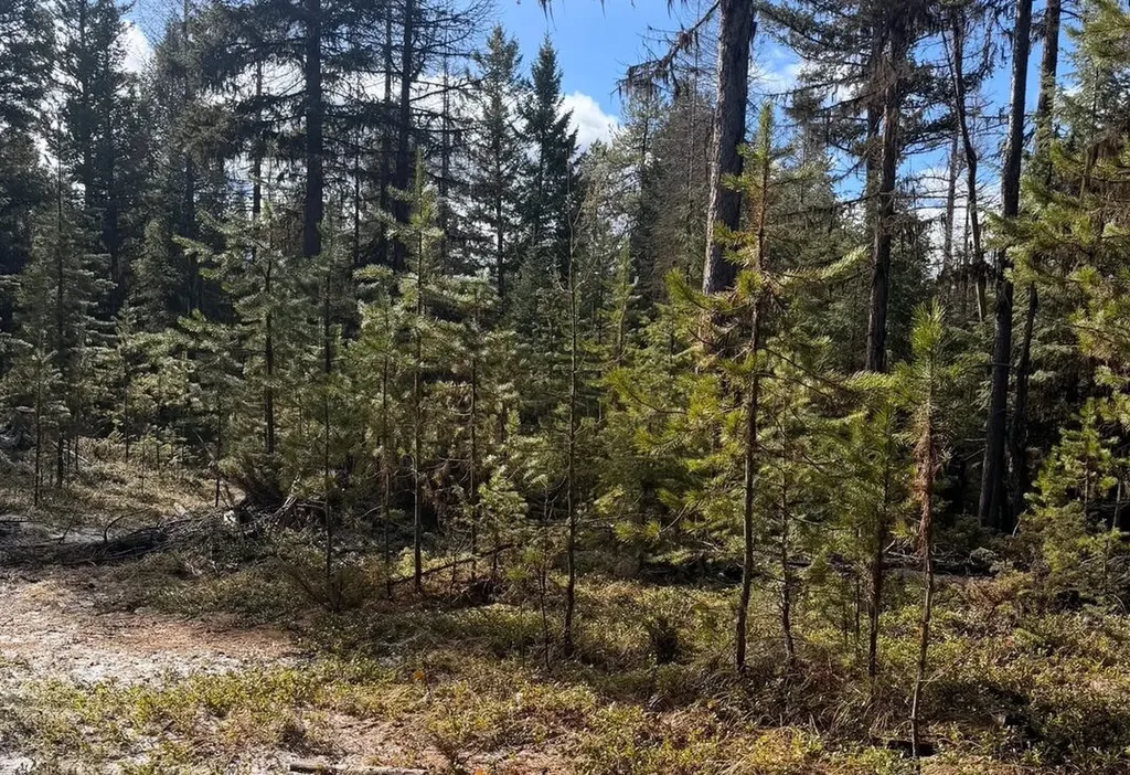 950 Lodgepole Drive Marion MT 59925