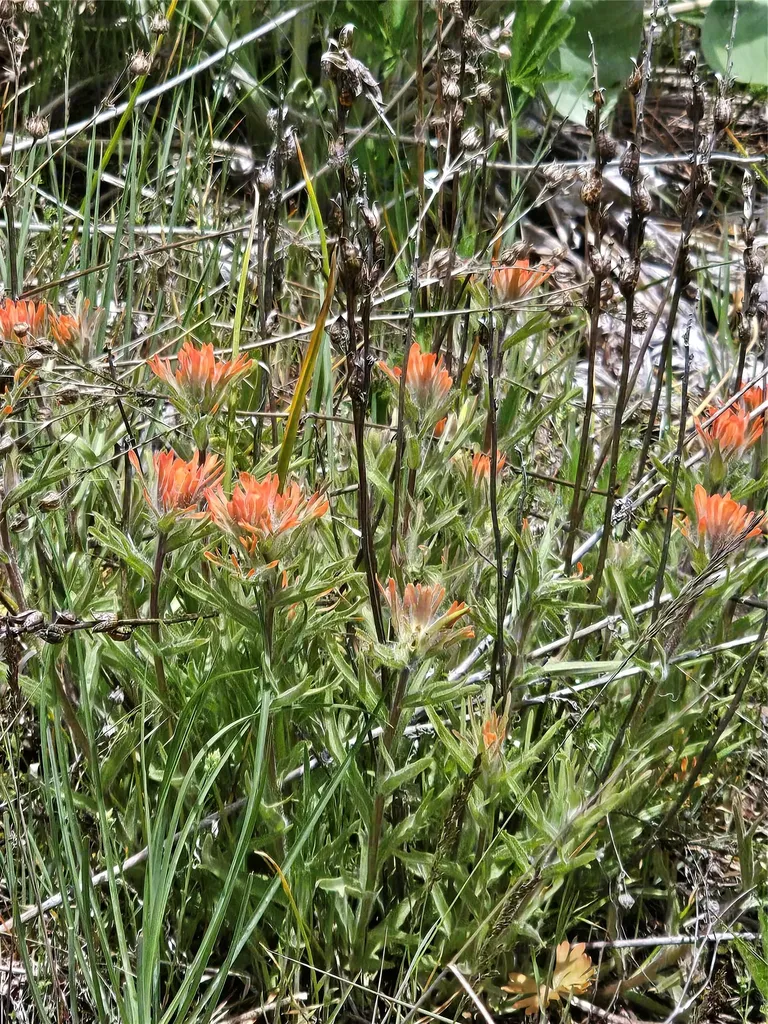 18866 Copper Ridge Trail Florence MT 59833