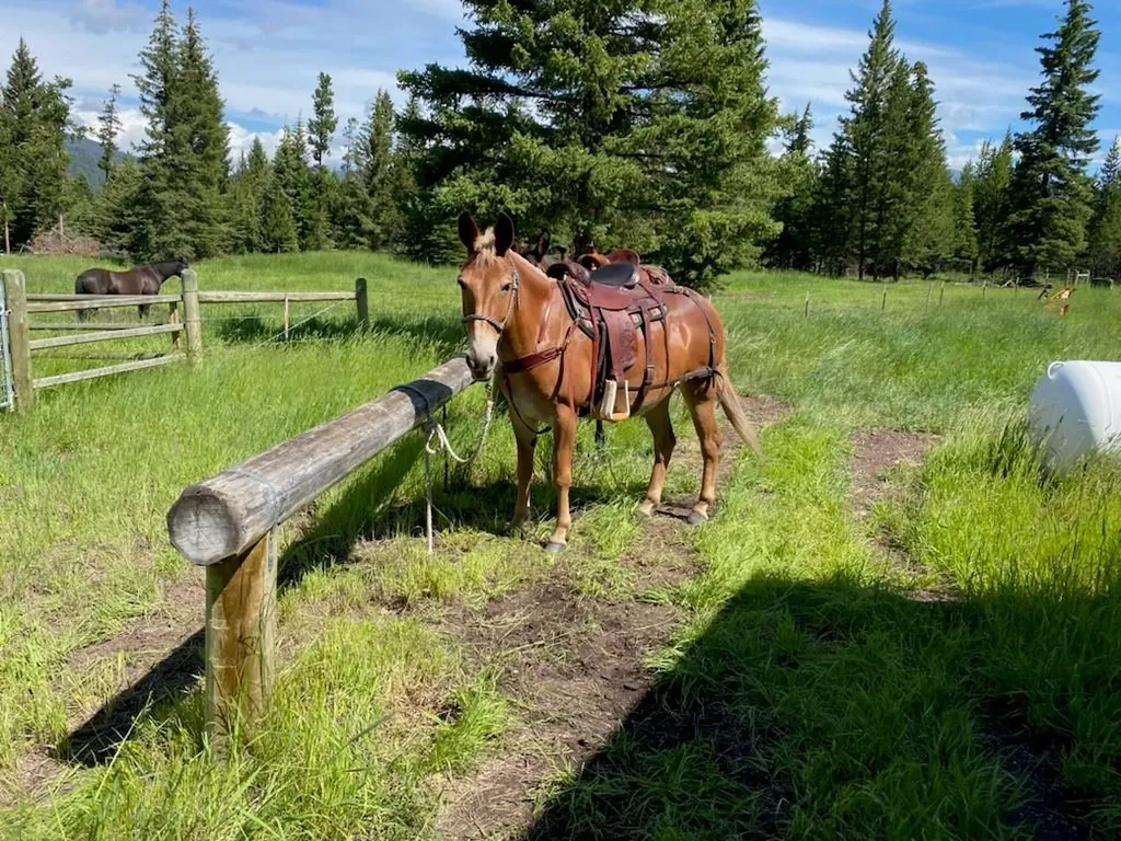 4425 W Willow Creek Road Lincoln MT 59639