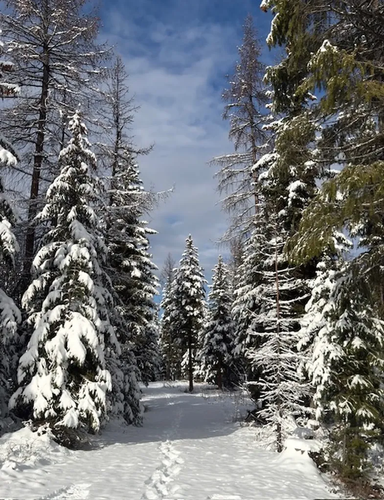 1695 Wild Bill Road Kila MT 59920