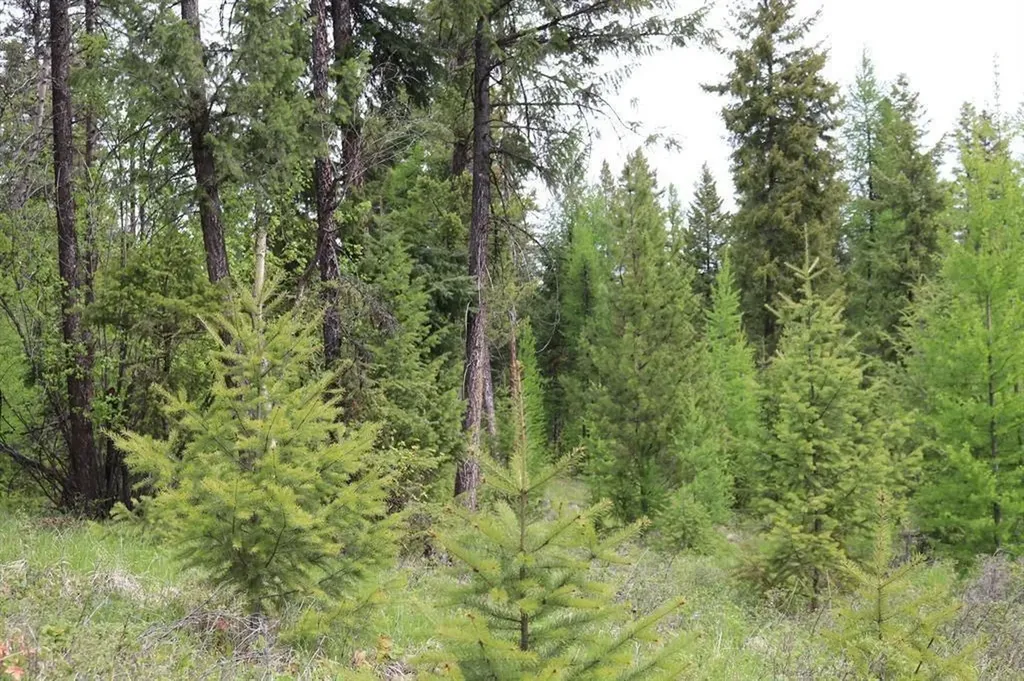 Lot 1a Meadow Springs Fortine MT 59918