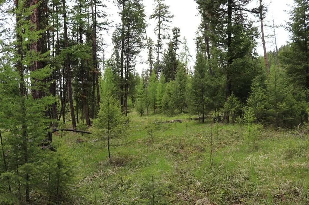 Lot 1a Meadow Springs Fortine MT 59918