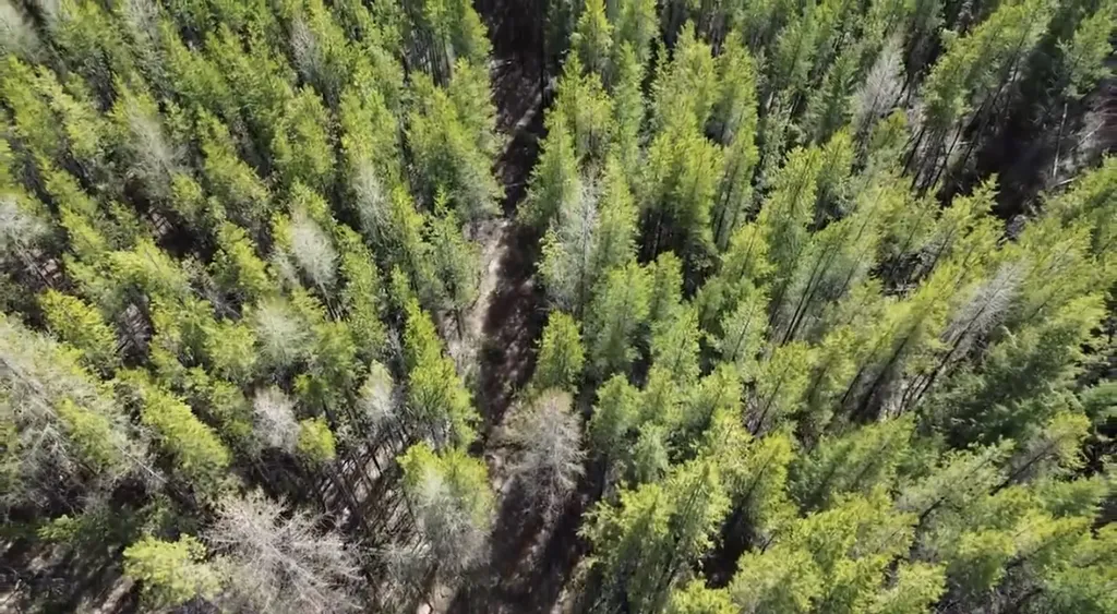 Nhn Iron Horse Road Trego MT 59934