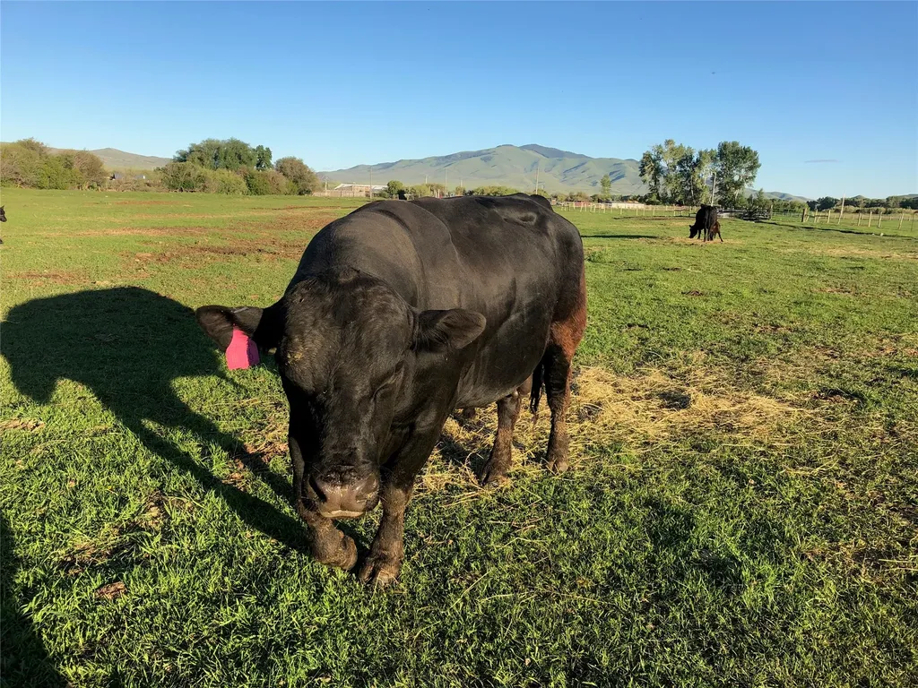 263 W Bovine Way Melrose MT 59743