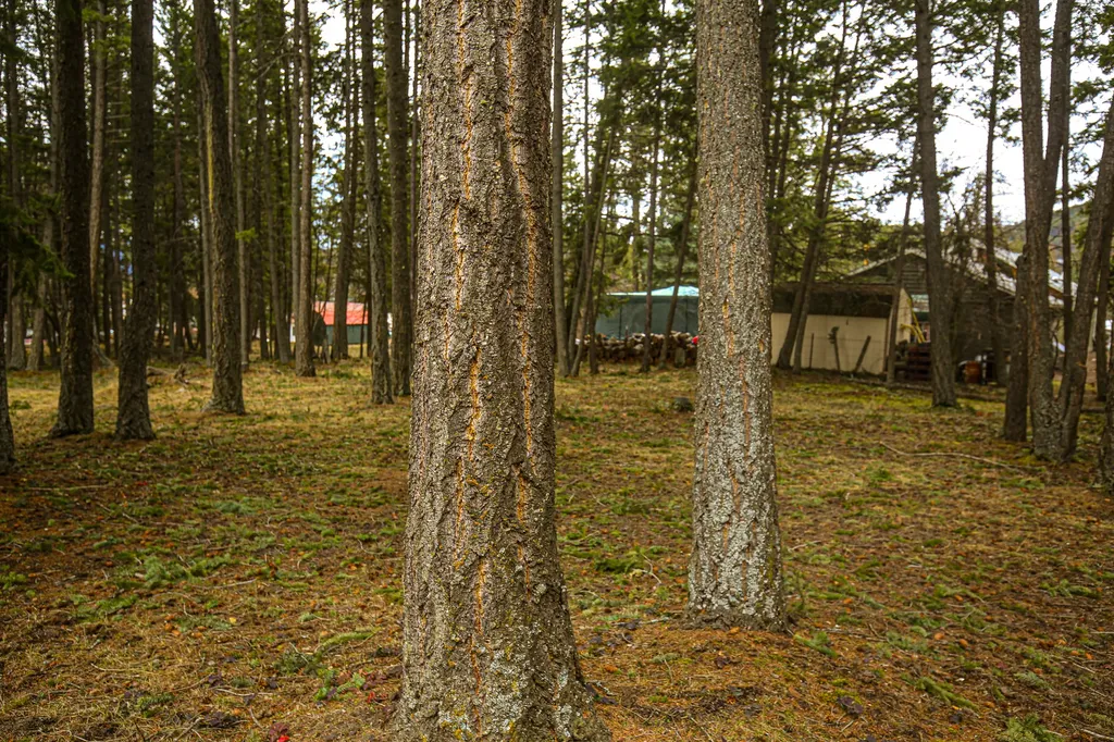 304 Adams Street Lakeside MT 59922