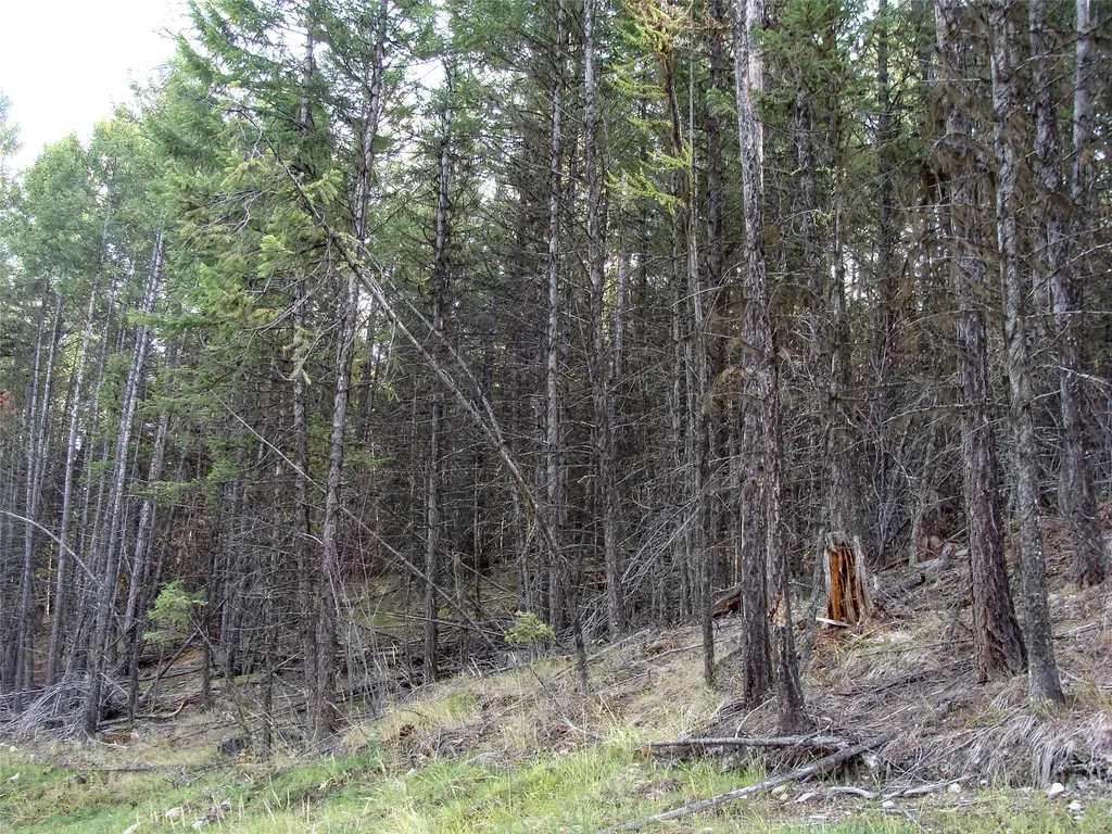 Lot 7 Whispering Pines Fortine MT 59918