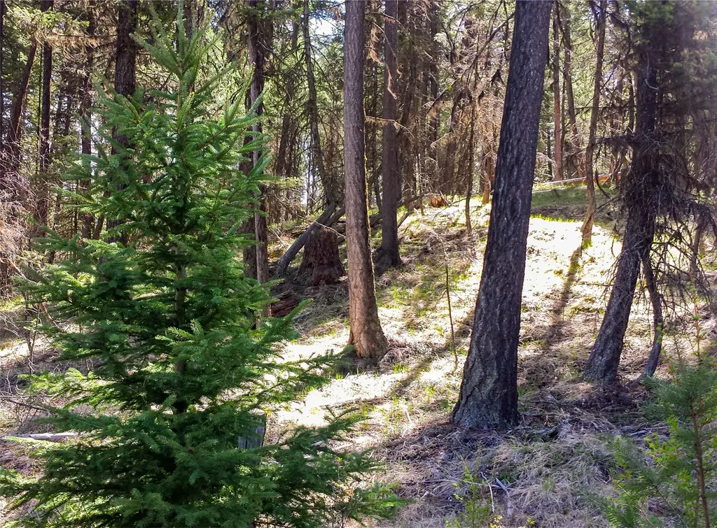 Lot 7 Whispering Pines Fortine MT 59918
