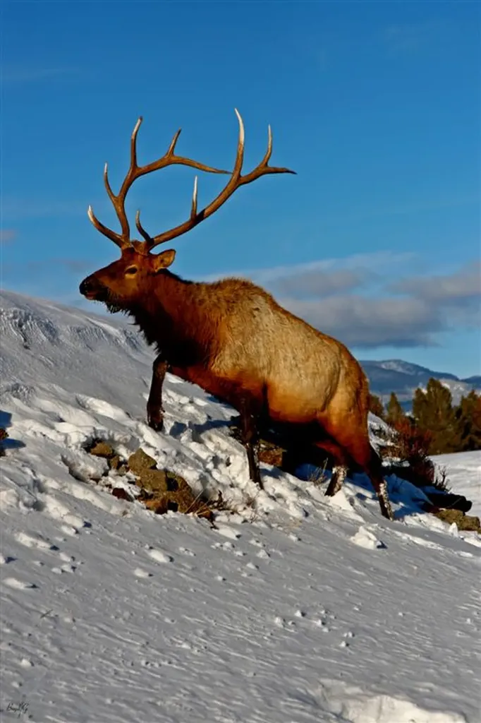 Lot 162 Glacier Peaks Road Eureka MT 59917