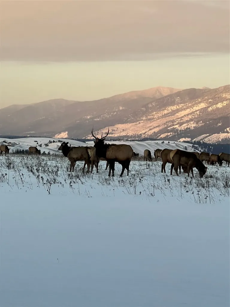 815 Velvet Grove Eureka MT 59917