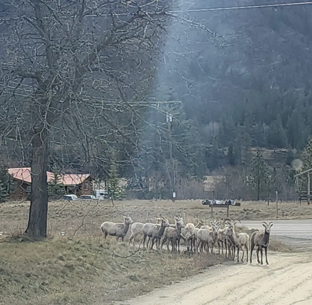 Lot 9 Henry Creek Meadows Plains MT 59859