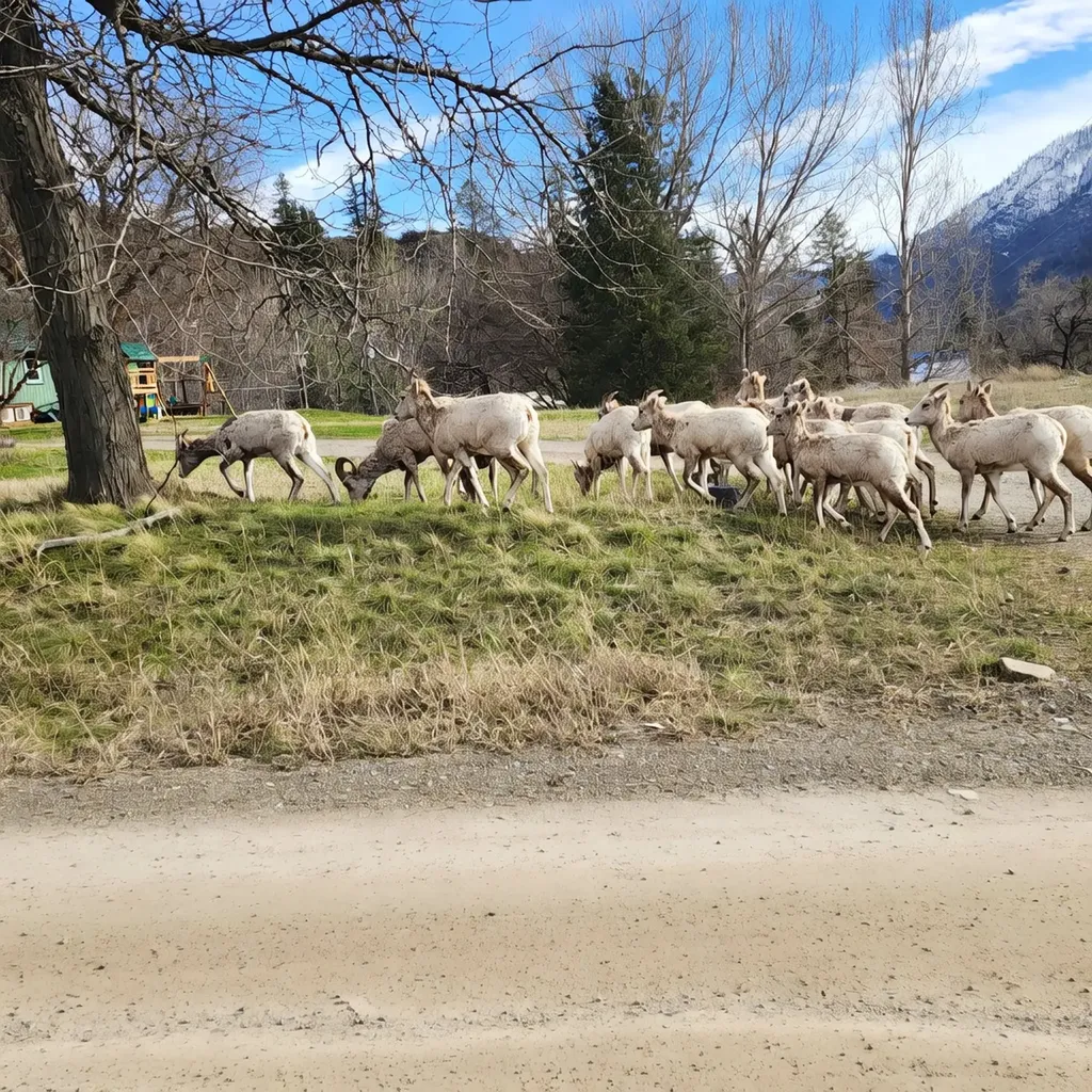 Lot 9 Henry Creek Meadows Plains MT 59859