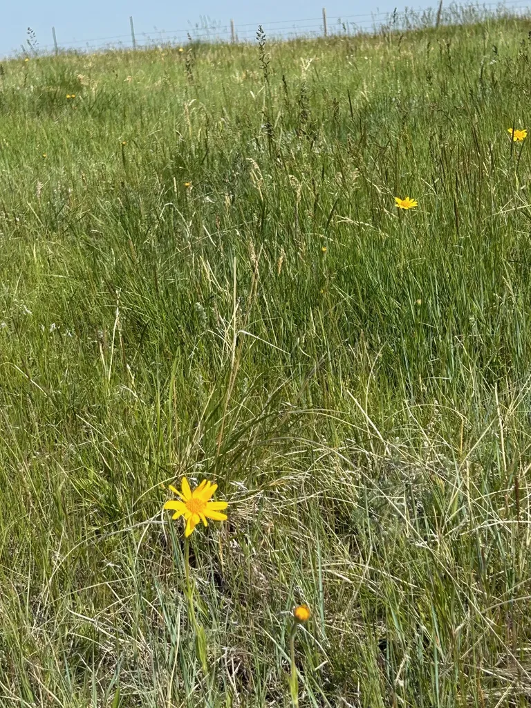 Tbd U Bet Road Buffalo MT 59418