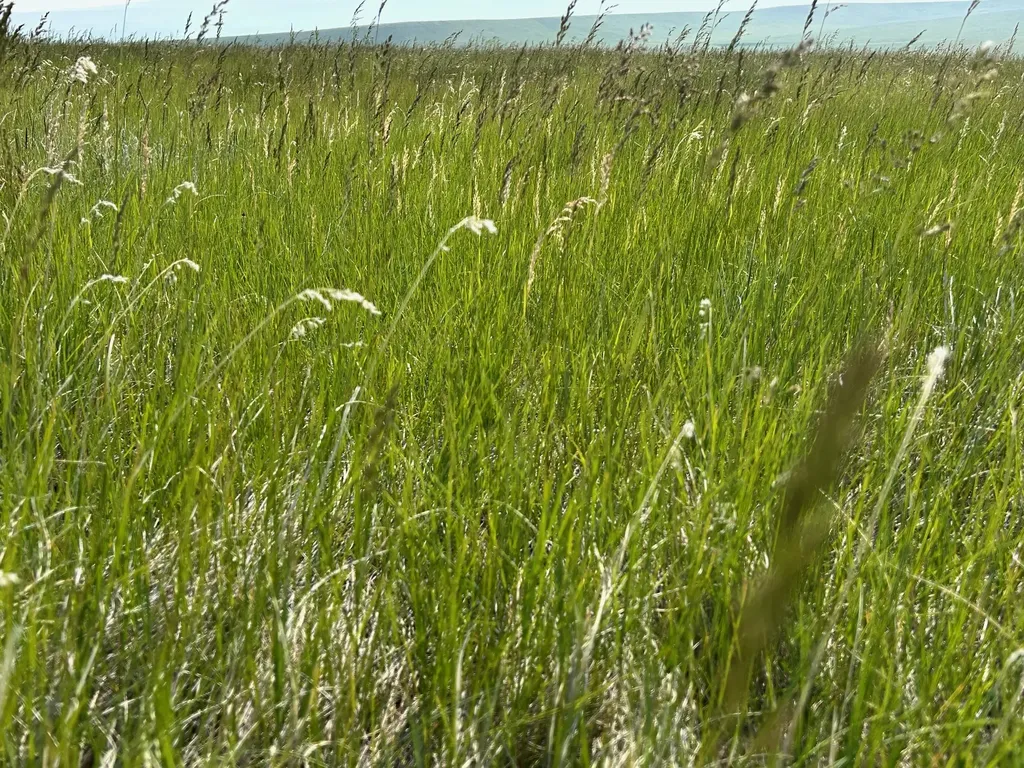 Tbd U Bet Road Buffalo MT 59418