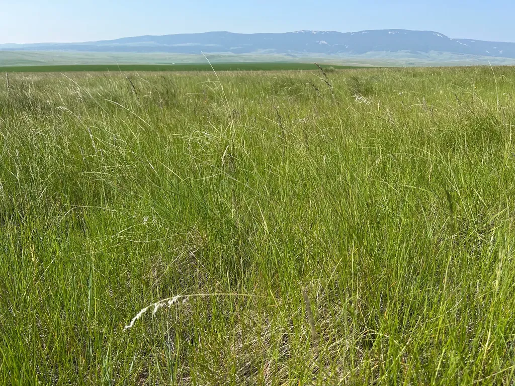 Tbd U Bet Road Buffalo MT 59418