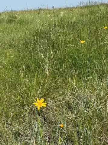 TBD U Bet Road Buffalo MT 59418