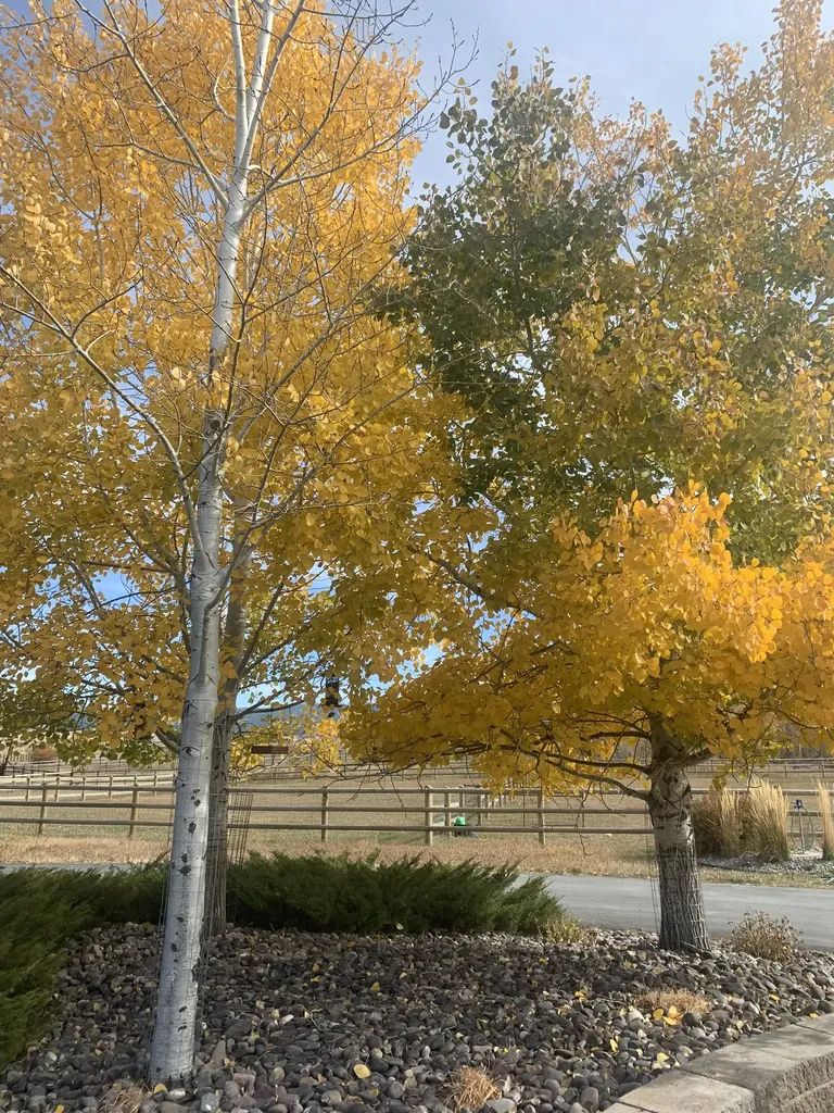 460 Windwalker Trail Stevensville MT 59870