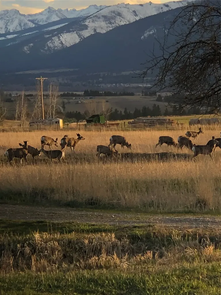 460 Windwalker Trail Stevensville MT 59870