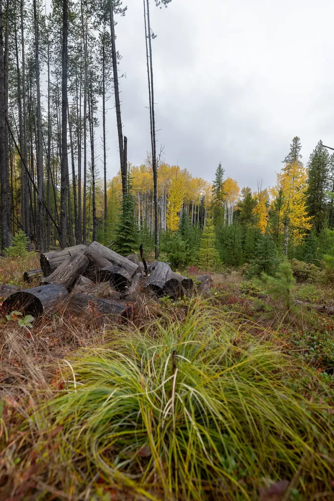 699 Glacier-elk Creek Road Condon MT 59826