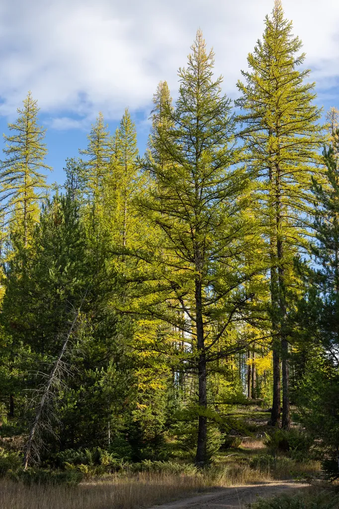 699 Glacier-elk Creek Road Condon MT 59826