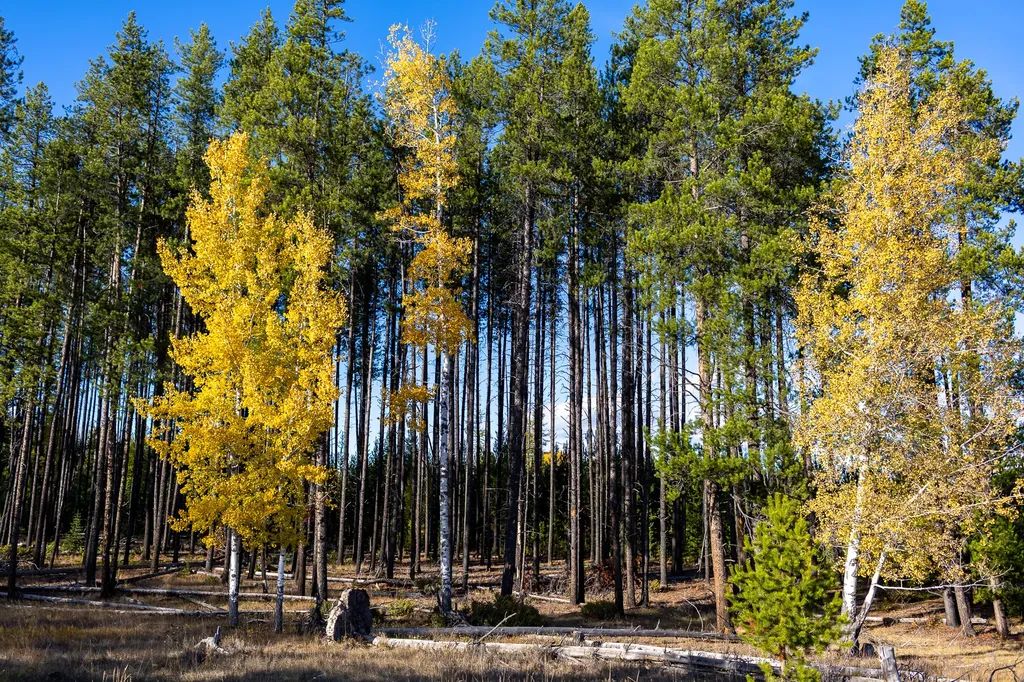 699 Glacier-elk Creek Road Condon MT 59826
