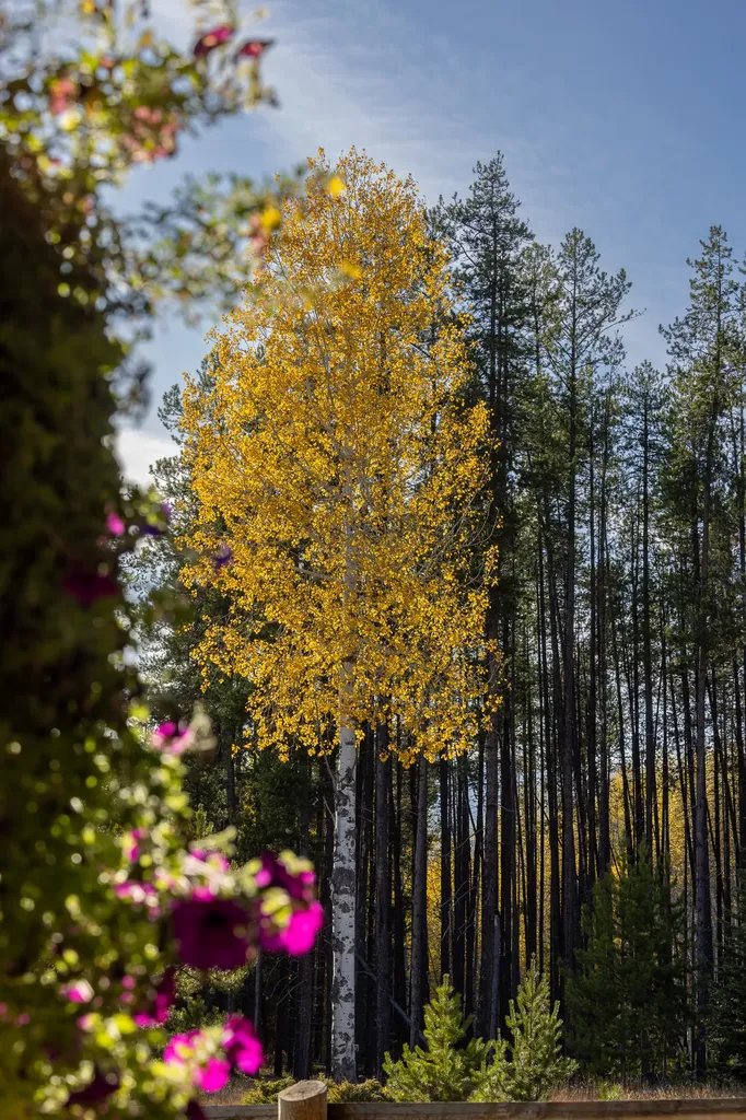 699 Glacier-elk Creek Road Condon MT 59826