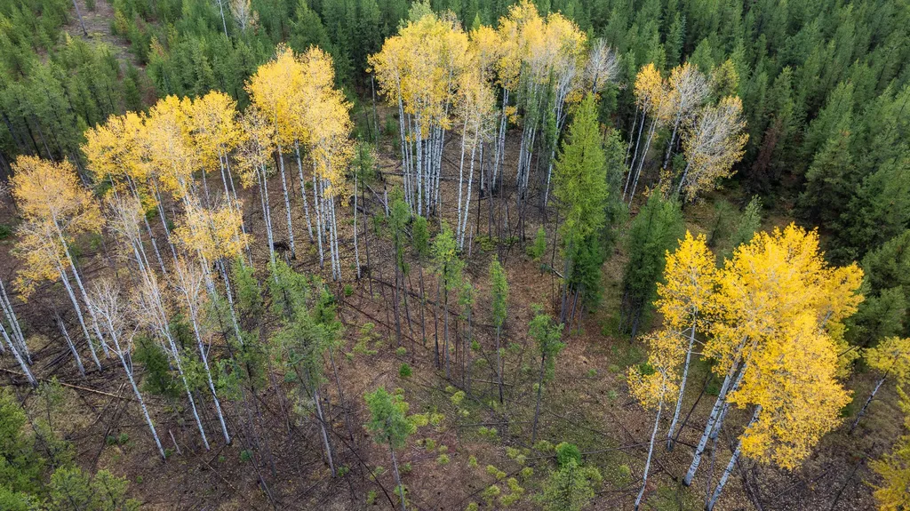 699 Glacier-elk Creek Road Condon MT 59826