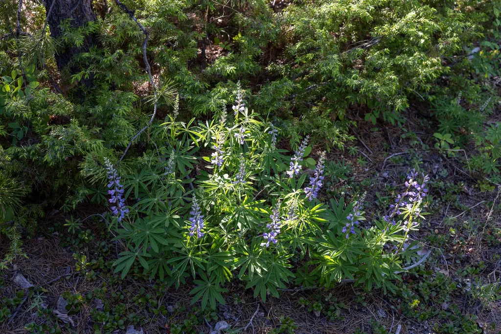 699 Glacier-elk Creek Road Condon MT 59826
