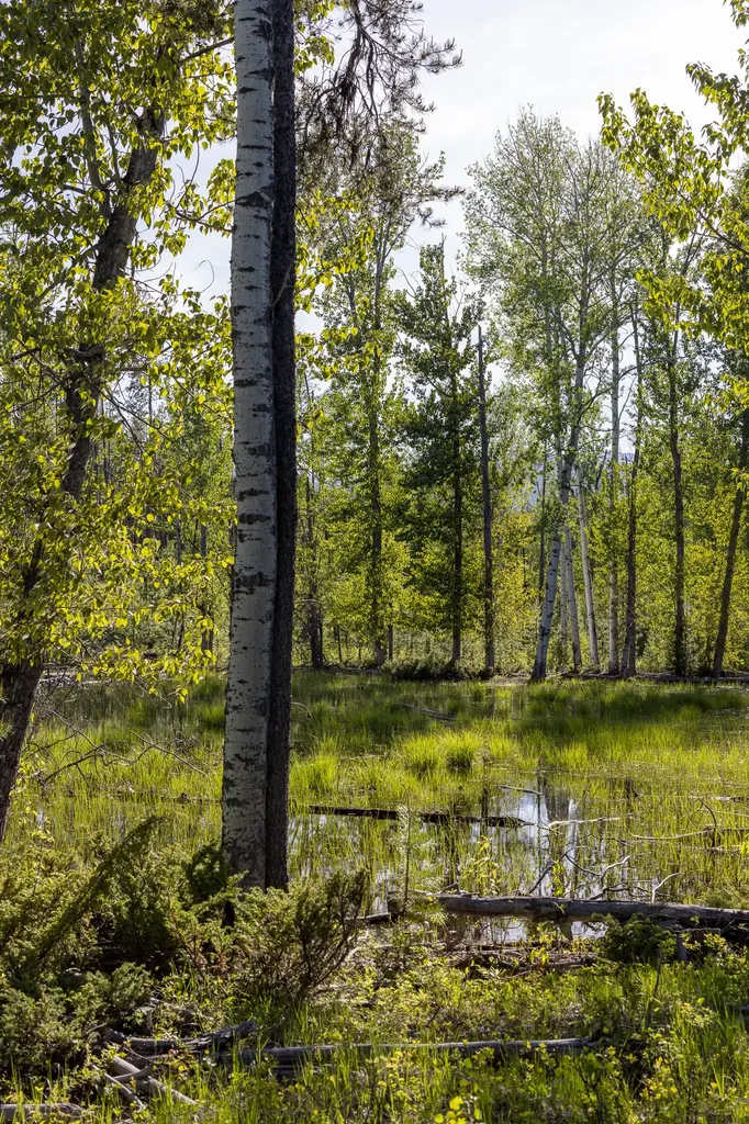 699 Glacier-elk Creek Road Condon MT 59826