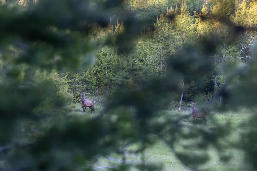 699 Glacier-elk Creek Road Condon MT 59826