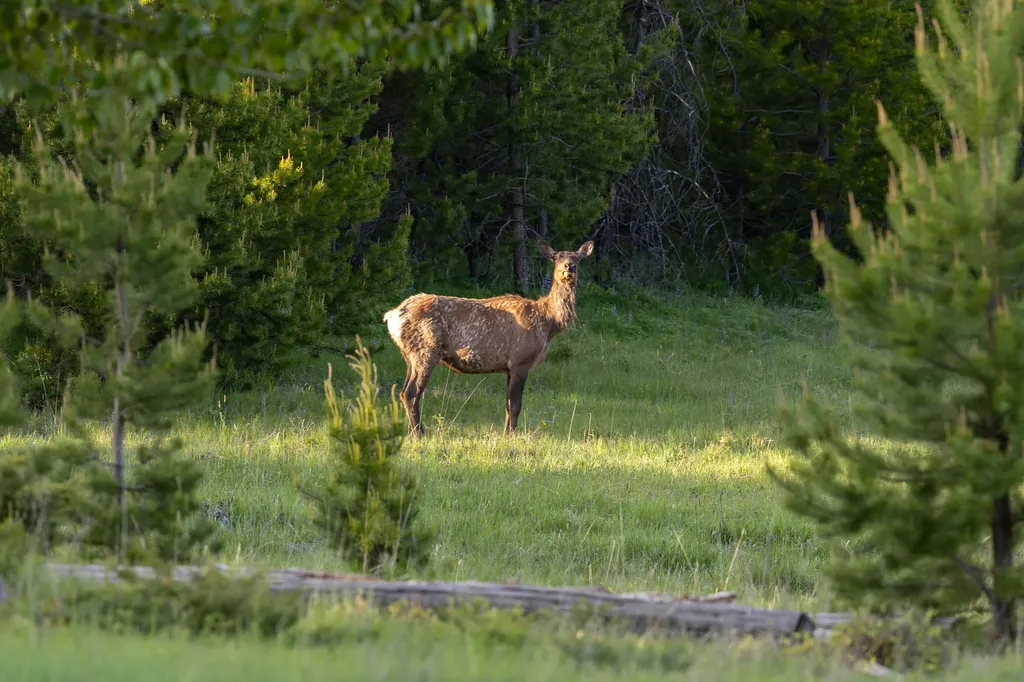 699 Glacier-elk Creek Road Condon MT 59826
