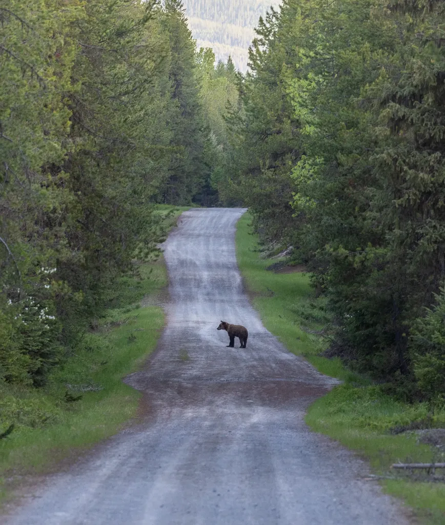 699 Glacier-elk Creek Road Condon MT 59826