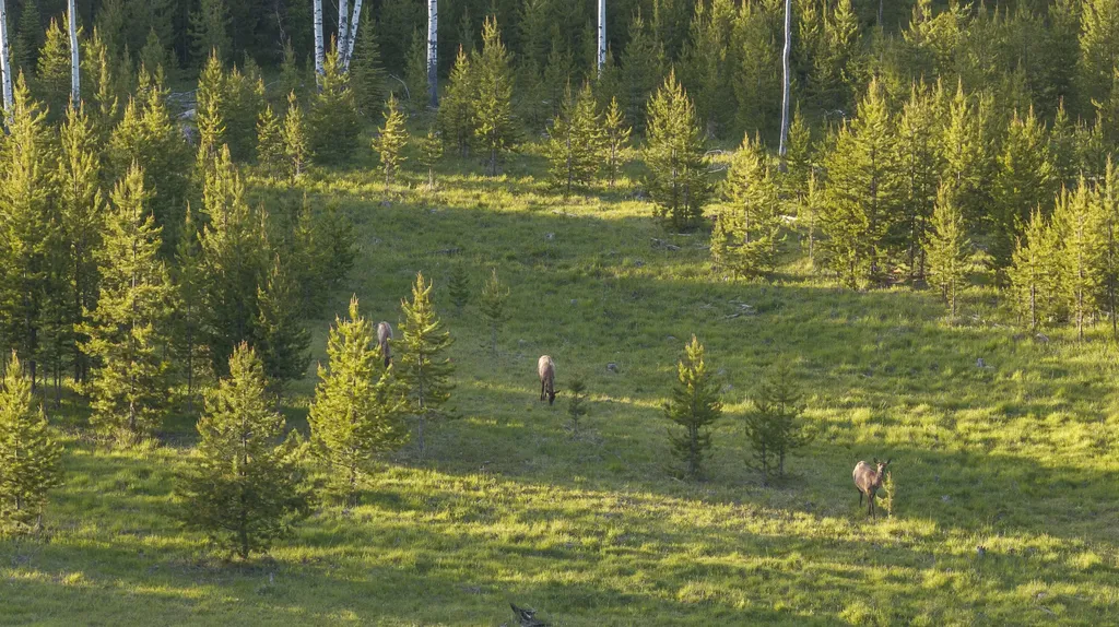 699 Glacier-elk Creek Road Condon MT 59826