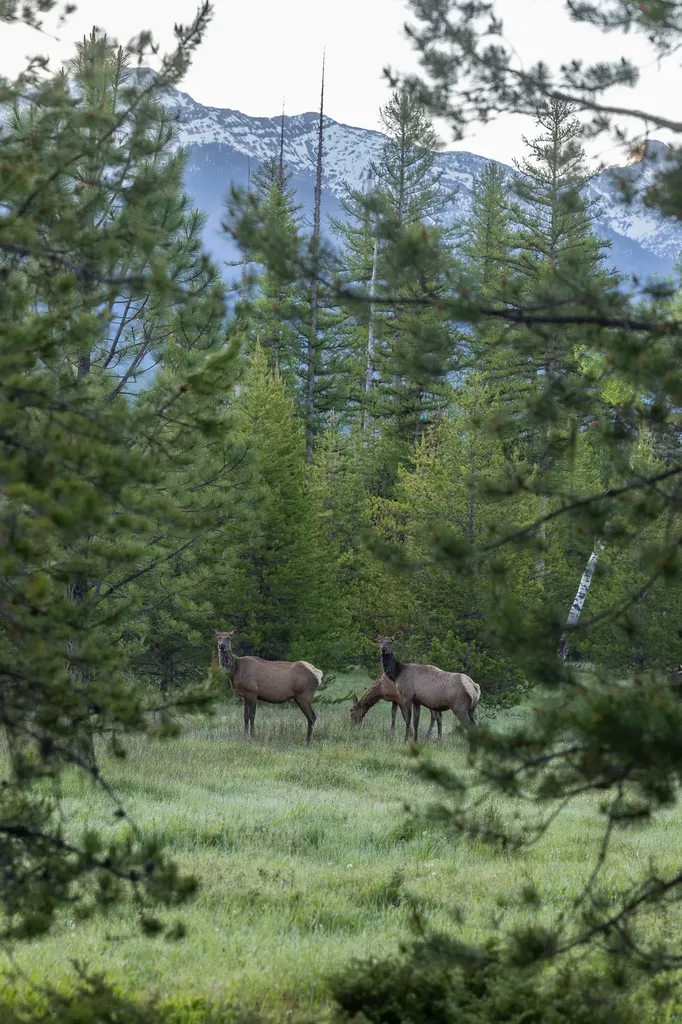699 Glacier-elk Creek Road Condon MT 59826
