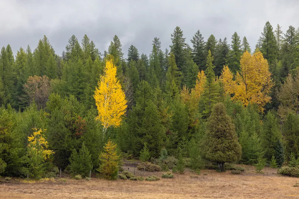 699 Glacier-elk Creek Road Condon MT 59826