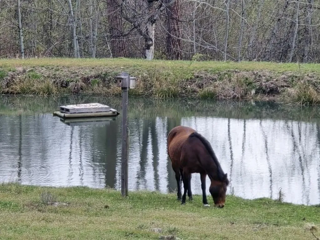 443 N Gold Creek Loop Hamilton MT 59840