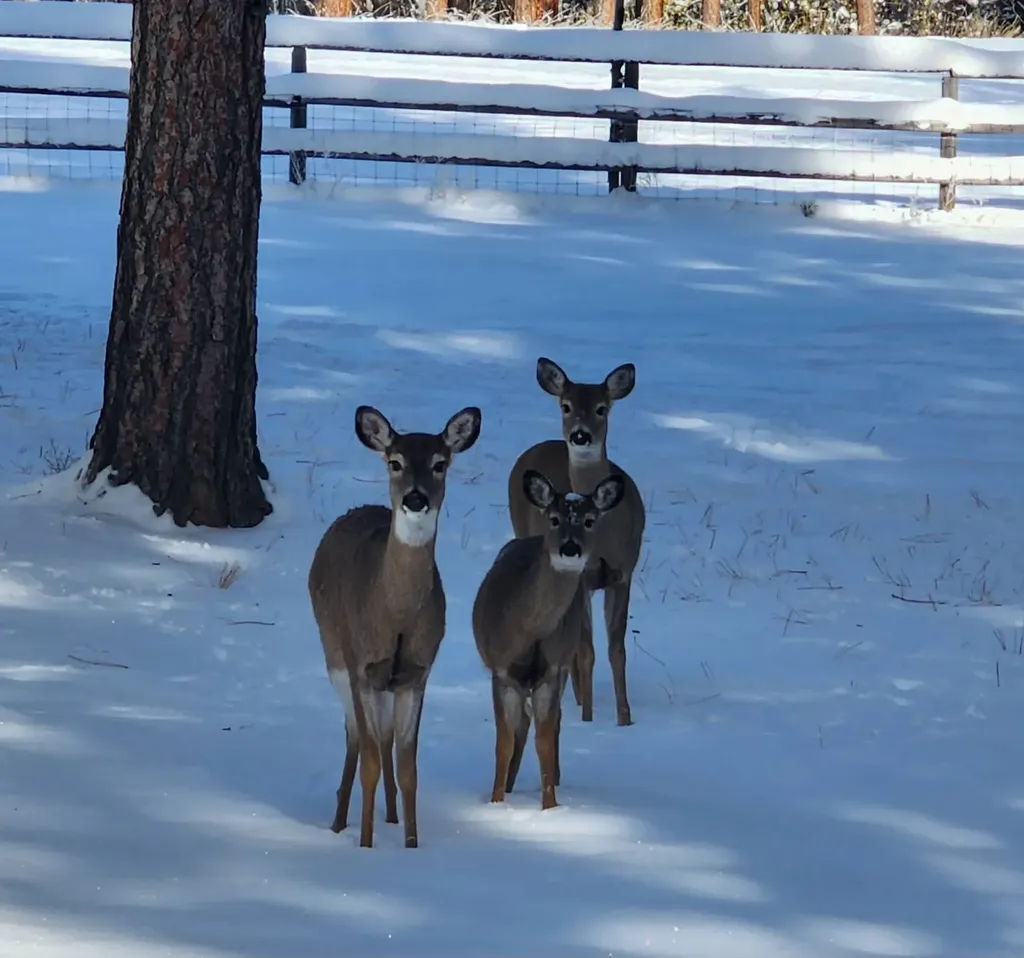 443 N Gold Creek Loop Hamilton MT 59840