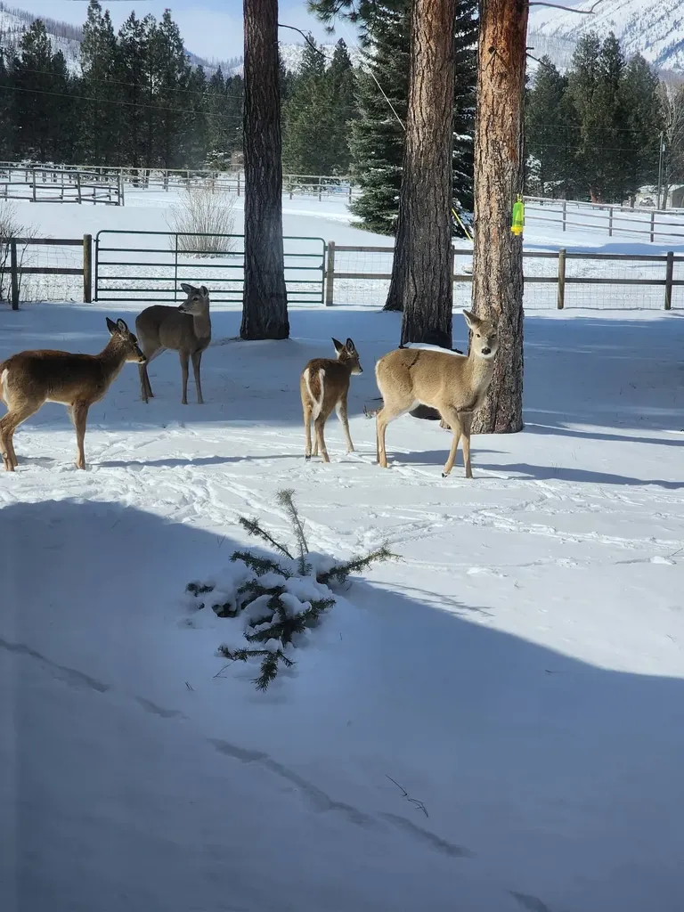 443 N Gold Creek Loop Hamilton MT 59840