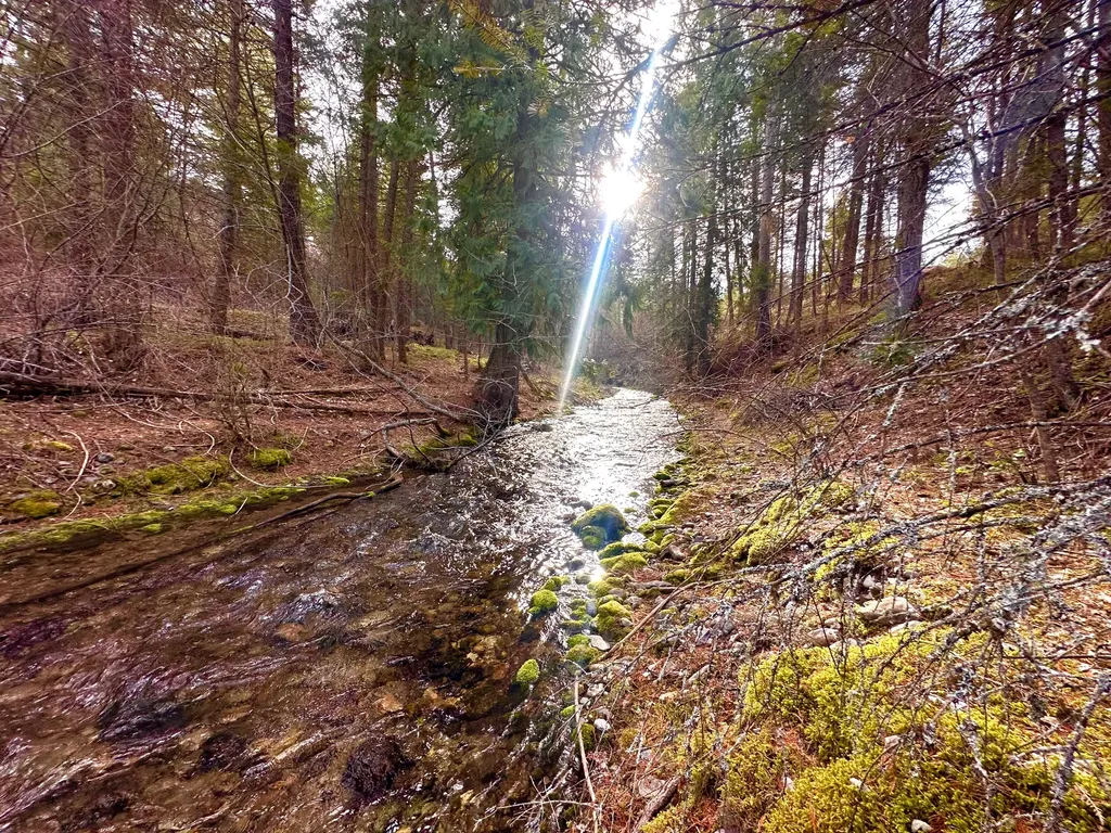 71 Osprey Drive E Thompson Falls MT 59873