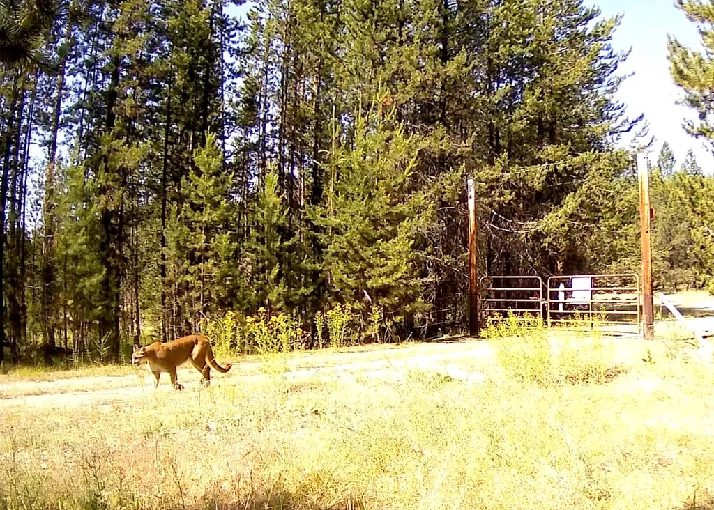 146 Discovery Loop Marion MT 59925