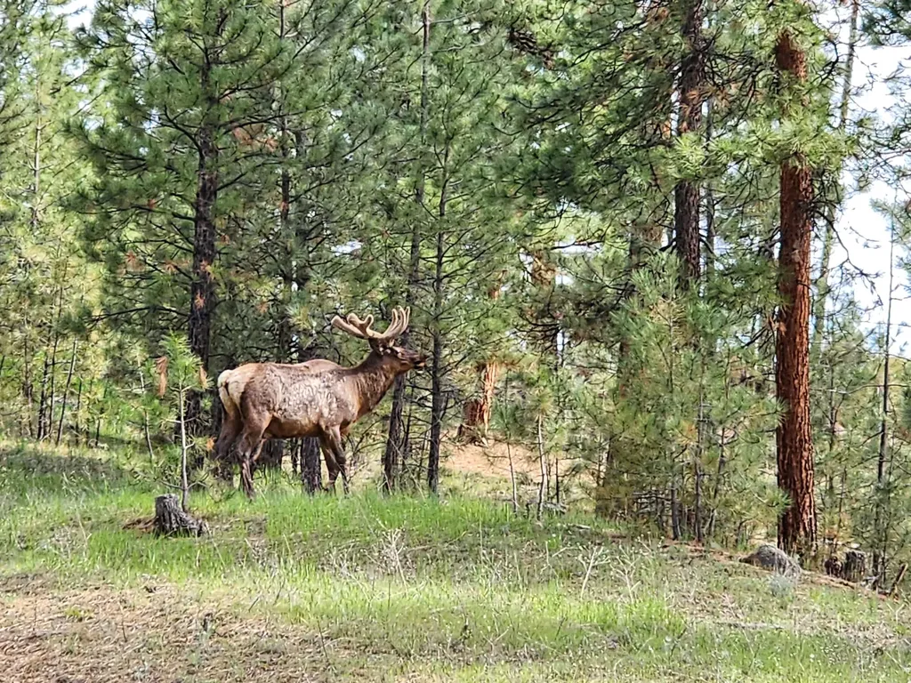 211 Warm Springs Creek Road Clancy MT 59634